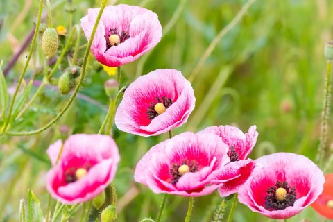 Plant, flower, poppy, pink poppy, Oriental poppy, (Papaver orientale) Lower Saxony, Federal