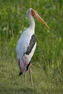 Painted Stork (Mycteria leucocephala), Sri Lanka