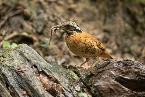 Eared Pitta (Hydrornis phayrei) male carrying worm to feed young, Kaeng Krachan, Thailand