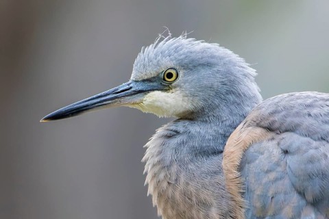 White-faced Heron (Egretta novaehollandiae) juvenile, Victoria, Australia