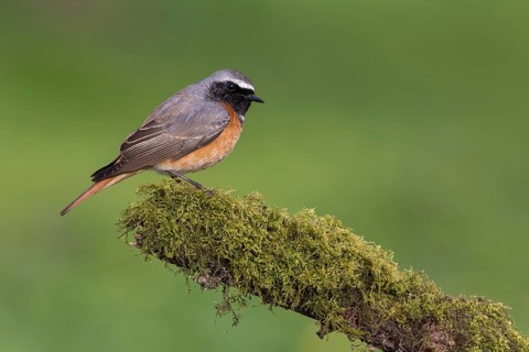 Common Redstart (Phoenicurus phoenicurus) male perched on an old mossy tree trunk, Poland