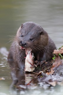 Eurasian otter (Lutra lutra) adult animal feeding on a fish on a river bank, England, United