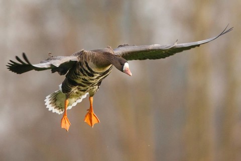 Greater White-fronted Goose (Anser albifrons) flying, North Rhine-Westphalia, Germany