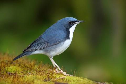 Siberian Blue Robin (Larvivora cyane) male perched on the ground, Jurong Lake Garden, Singapore