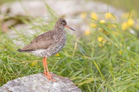 Common Redshank (Tringa totanus) perched on a rock, Iceland