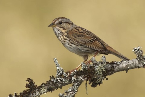 Lincoln's Sparrow (Melospiza lincolnii), Ohio, USA