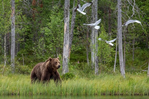 Brown Bear (Ursus arctos), on lake shore, Kainuu, Finland