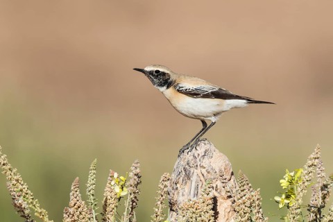 Desert Wheatear (Oenanthe deserti homochroa) male, Eilat, Israel