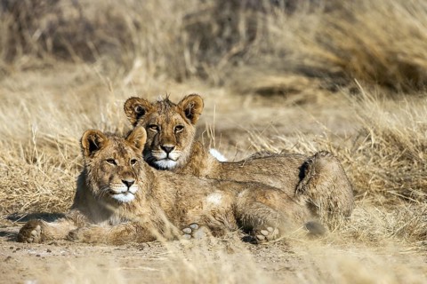 African lion, (Panthera Leo) South Africa