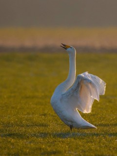 Whooper Swan (Cygnus cygnus) flapping wings, North Rhine-Westphalia, Germany