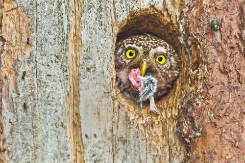 Eurasian Pygmy Owl (Glaucidium passerinum) female looking out of breeding cavity with food in beak,
