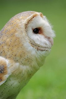 Barn owl (Tyto alba), portrait, captive, North Rhine-Westphalia, Germany