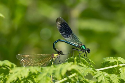 Banded demoiselle damselfly (Calopteryx splendens) adult male and female insects mating on plant