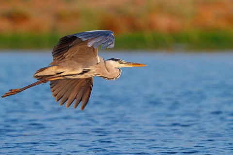 Great Egret, Heron, foraging, (Ardea cinerea) Salalah, Raysut, Dhofar, Oman