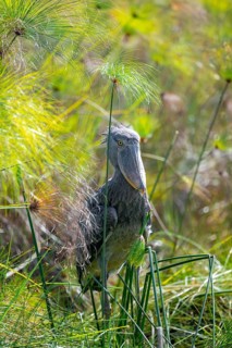 Shoebill (Balaeniceps rex), juvenile between papyrus in the swamps of Mabamba, Lake Victoria,