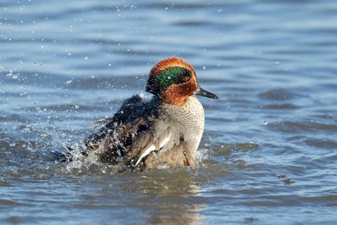 Common teal duck (Anas crecca) adult male bird bathing in a shallow lagoon, RSPB Titchwell nature