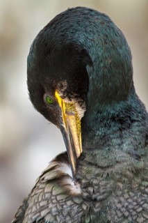 European Shag (Phalacrocorax aristotelis) adult preening, Farne Islands, United Kingdom