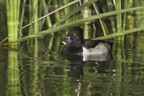 Ring-necked Duck (Aythya collaris) male, Arizona, USA