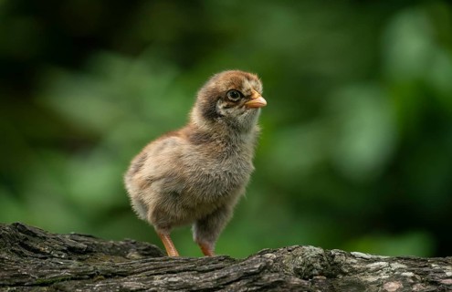 Newborn chicken standing on a tree