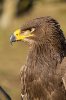 Portrait of Aquila nipalensis, steppe eagle, in late light with green background