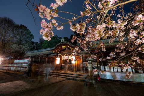 Illuminated Hirano shrine with cherry blossoms at night, blue hour, Hanami, Kyoto, Japan