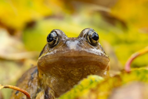 Common frog (Rana temporaria) adult amphibian amongst fallen autumn leaves, England, United Kingdom