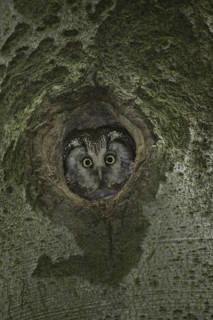 Boreal Owl (Aegolius funereus), Saxony, Germany