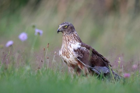 Western Marsh Harrier (Circus aeruginosus) male on grassland, Poland