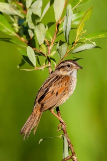 Swamp Sparrow Melospiza georgiana Tamarack, Aitken County, Minnesota, United States 18 June Adult