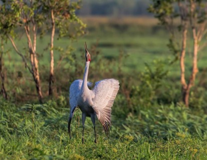 Brolga (Antigone rubicunda) male displaying, Northern Territory, Australia