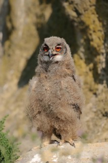 Eurasian eagle-owl (Bubo bubo), young bird at the breeding site, France