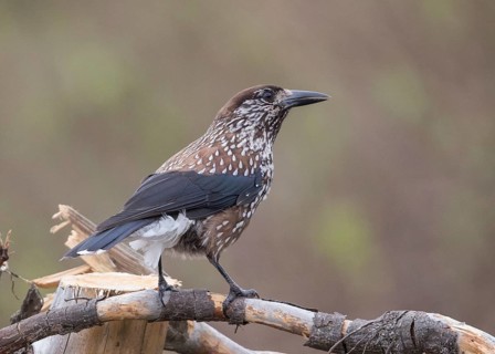 Spotted Nutcracker (Nucifraga caryocatactes), Bulgarien