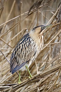 Bittern (Botaurus stellaris), camouflaged standing on reeds, Flachsee nature reserve, Canton
