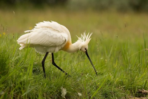 Eurasian Spoonbill (Platalea leucorodia), Serbia