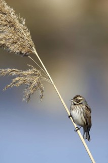 Common Reed Bunting (Emberiza schoeniclus) female, Castile-La Mancha, Spain