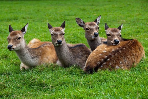 Four fallow deer (Dama dama) female in captivity, Poland