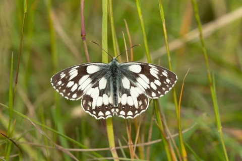 Marbled white butterfly (Melanargia galathea) adult insect resting in grassland in summer, Suffolk,