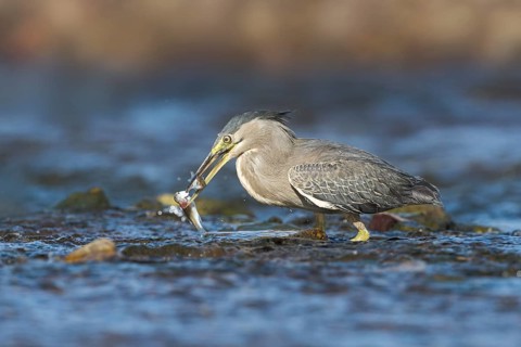 Striated Heron (Butorides striata) with fish prey in beak, Eilat, Israel