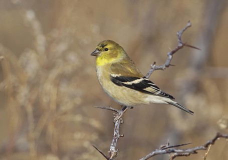 American Goldfinch (Spinus tristis), Ohio, USA