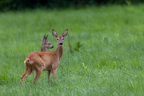 After the previous behaviour, the doe (Capreolus capreolus) runs to the fawn and looks at the