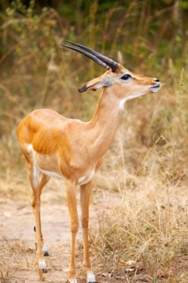 Impala (Aepyceros), Akagera National Park or Kagera National Park, Eastern Province, Rwanda
