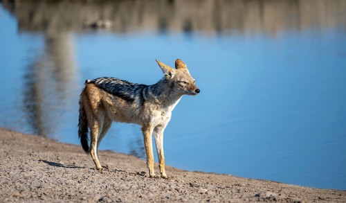 Black-backed jackal (Canis mesomelas), at the waterhole, Savuti, Chobe National Park, Botswana