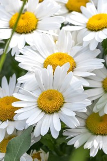 Summer daisy (Leucanthemum maximum), BS Sämann, Germany