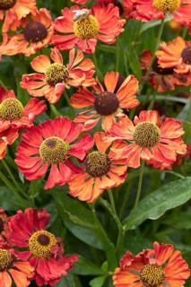 Sunflower (Helenium 'Sophie zur Linden'), RHS Garden Bridgewater, Great Britain