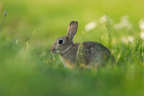 Rabbit (Oryctolagus cuniculus) adult animal in grassland in summer, Suffolk, England, United