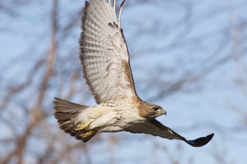 Red-tailed Hawk (Buteo jamaicensis) flying, Michigan, USA