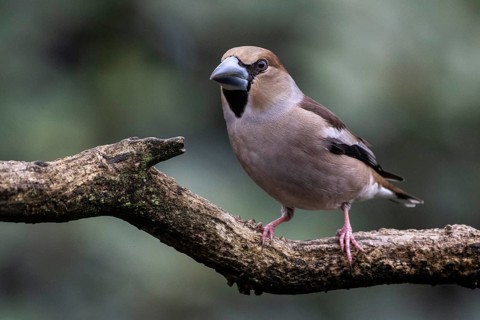 Hawfinch (Coccothraustes coccothraustes), Emsland, Lower Saxony, Germany