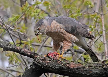 Cooper's Hawk, Accipiter cooperii, eating prey on branch, in Saskatchewan, Canada