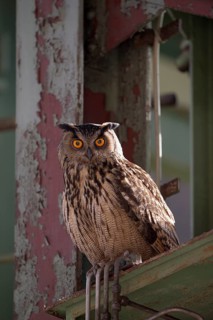 Uhu (Bubo bubo), Eagle Owl, Altvogel, Juni, Zeche Ewald, Herten, Ruhrgebiet, Nordrhein-Westfalen,
