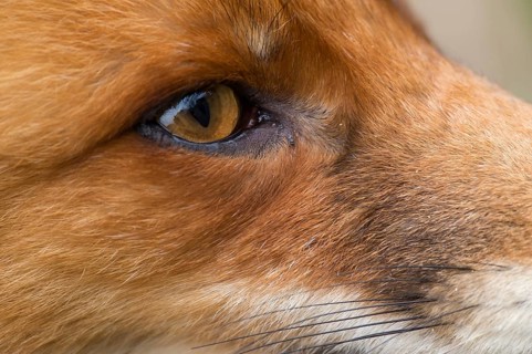 Red Fox (Vulpes vulpes) adult portrait, Netherlands